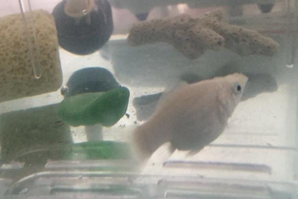 皮球玛丽鱼好不好养,养殖难度不高