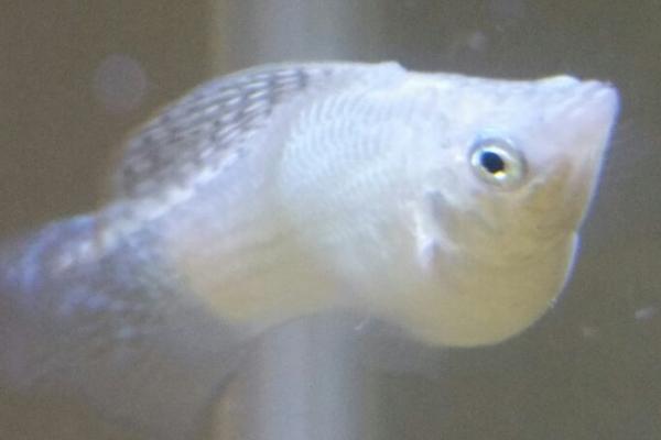 皮球玛丽鱼好不好养,养殖难度不高