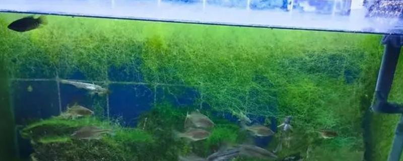鱼缸出现青苔怎么解决
