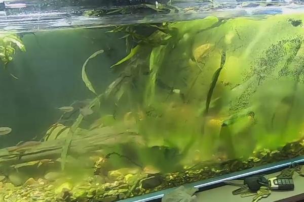 鱼缸出现青苔怎么解决,将鱼缸转移至稍暗的环境中可控制青苔生长