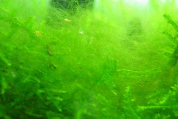 鱼缸出现青苔怎么解决,将鱼缸转移至稍暗的环境中可控制青苔生长