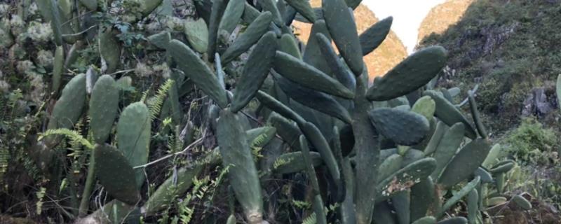 哪些多肉植物可以吃