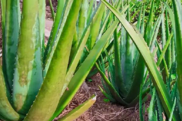 哪些多肉植物可以吃，这6种可以尝试