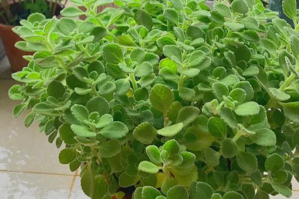 哪些多肉植物可以吃，这6种可以尝试