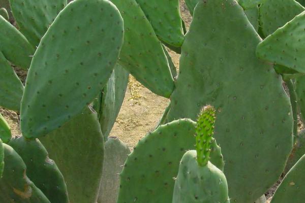 哪些多肉植物可以吃，这6种可以尝试