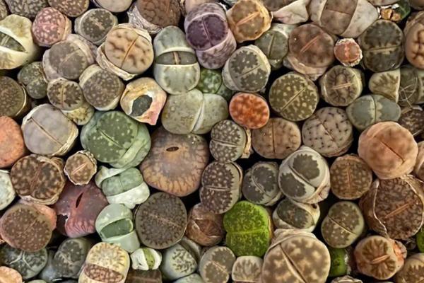 哪些多肉植物可以吃，这6种可以尝试