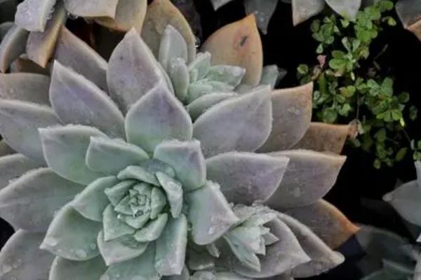 哪些多肉植物可以吃，这6种可以尝试