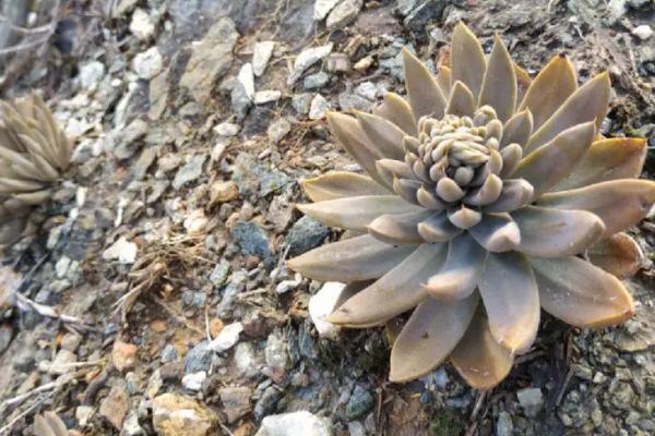 哪些多肉植物可以吃，这6种可以尝试