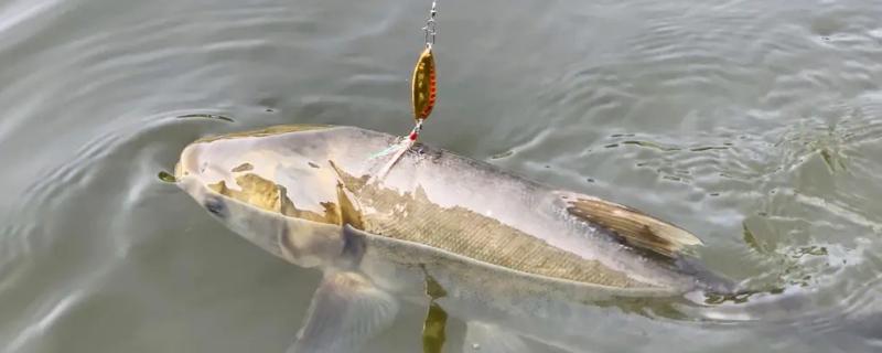 海竿钓白鲢鱼需要调漂吗