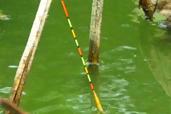 海竿钓白鲢鱼需要调漂吗,一般要在垂钓前调漂