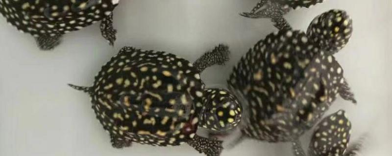 斑点池龟好不好养