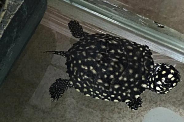 斑点池龟好不好养,具有一定的饲养难度、兑水温和水质有一定要求