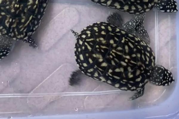 斑点池龟好不好养,具有一定的饲养难度、兑水温和水质有一定要求