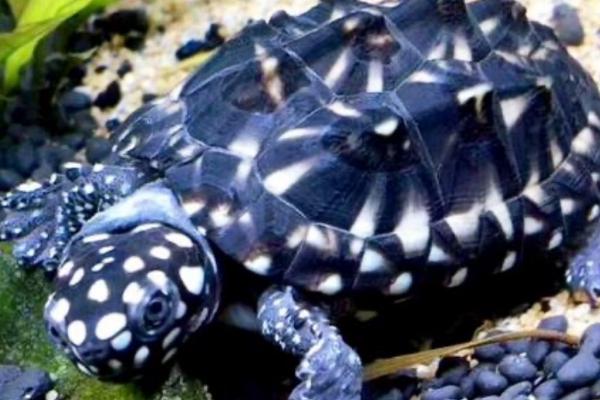 斑点池龟好不好养,具有一定的饲养难度、兑水温和水质有一定要求