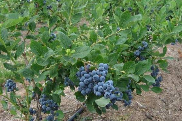 蓝莓怎么种植,修剪根系、用生根粉浸泡后再定植