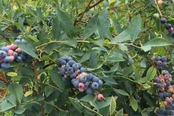 蓝莓怎么种植,修剪根系、用生根粉浸泡后再定植