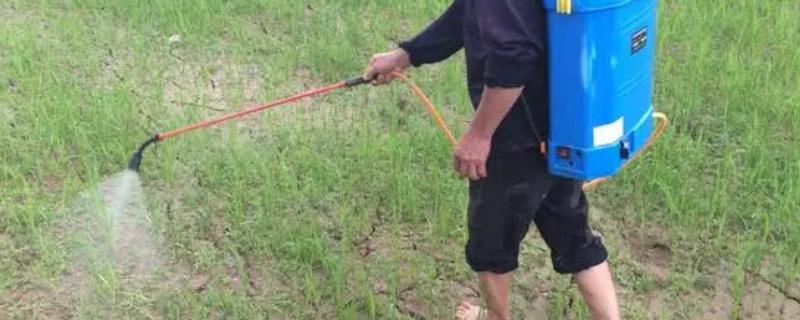 旱育水稻怎么选用除草剂