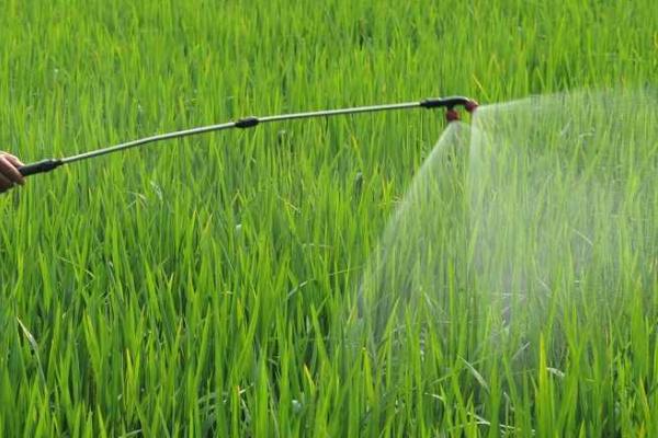 旱育水稻怎么选用除草剂,防治水芹、鸭舌草等阔叶杂草可使用二氯喹啉酸