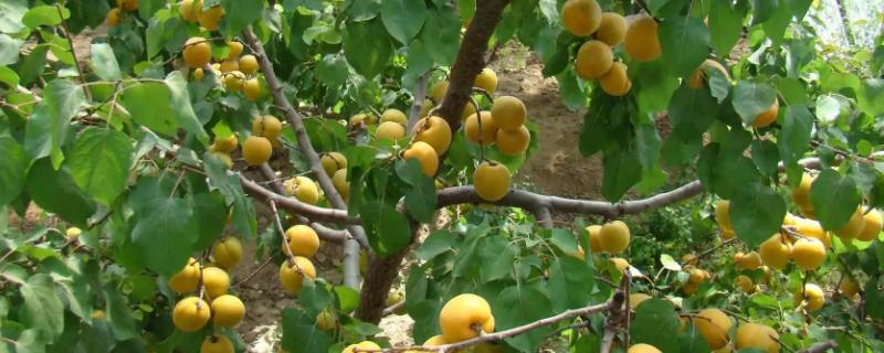 哪些果树适合在春季种植