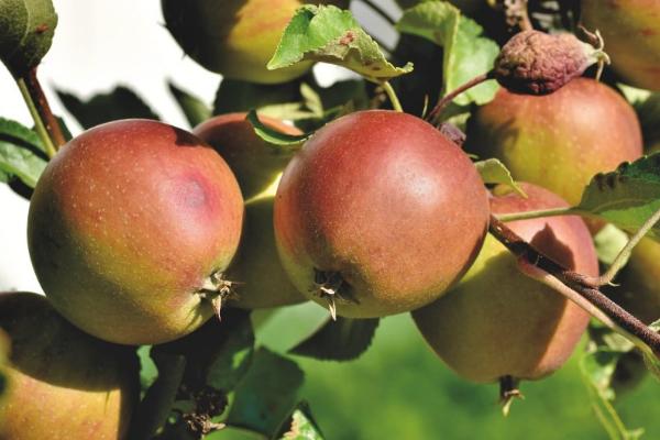 哪些果树适合在春季种植,包括杏树、苹果树、桃树等品种