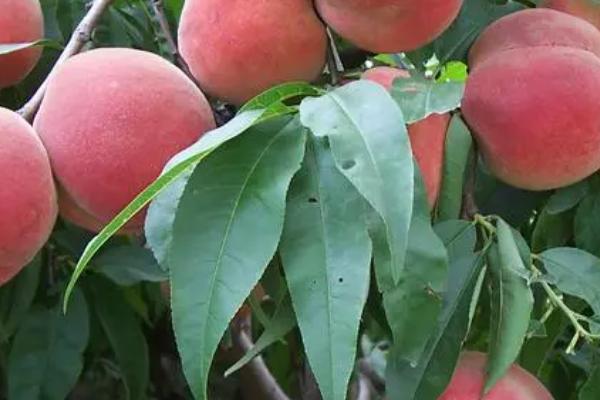 哪些果树适合在春季种植,包括杏树、苹果树、桃树等品种