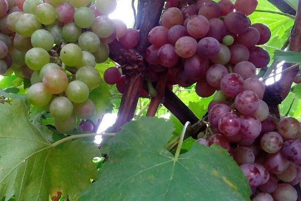 哪些果树适合在春季种植,包括杏树、苹果树、桃树等品种