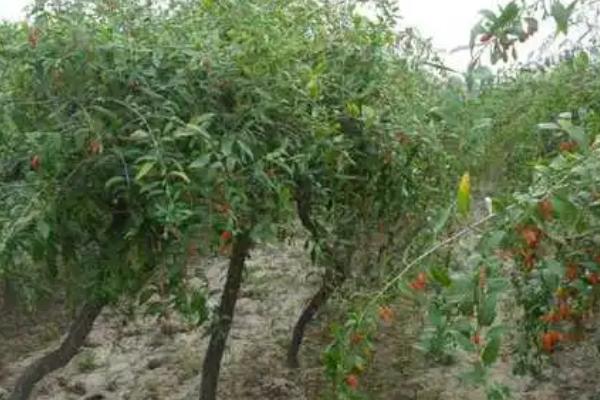 枸杞树何时扦插以及具体方法,春季3-4月份即可扦插