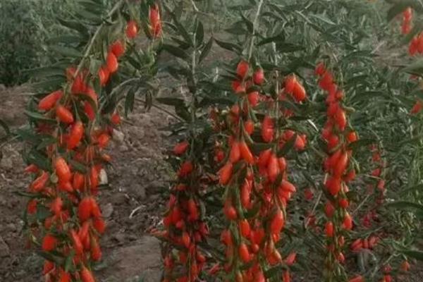 枸杞树何时扦插以及具体方法,春季3-4月份即可扦插