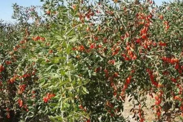 枸杞树何时扦插以及具体方法,春季3-4月份即可扦插