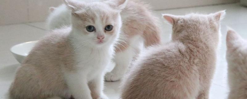 猫咪万万不能吃的东西