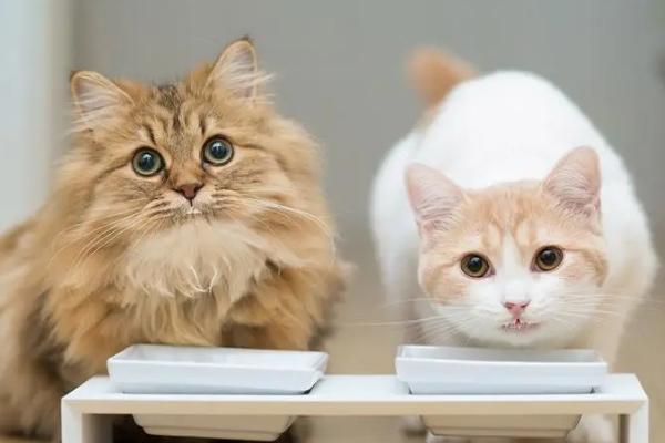 猫咪万万不能吃的东西，含有调味料、尖锐骨头的食物不能碰