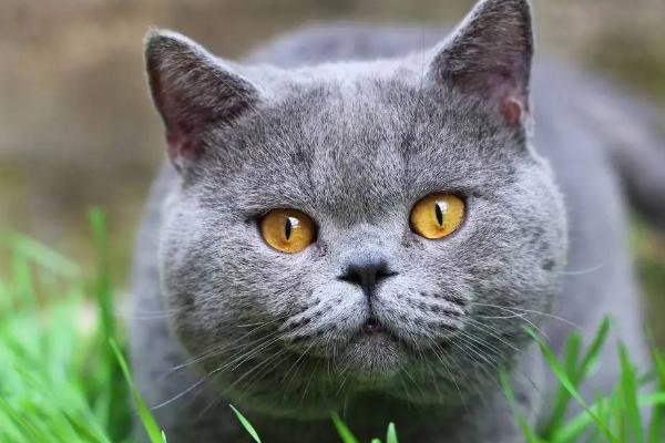 猫咪万万不能吃的东西，含有调味料、尖锐骨头的食物不能碰