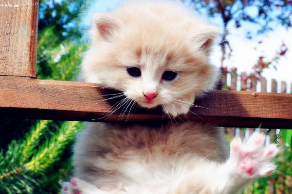 猫咪万万不能吃的东西，含有调味料、尖锐骨头的食物不能碰