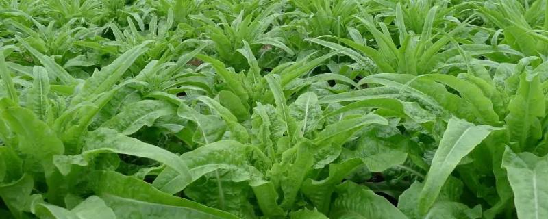 莴苣怎么施肥