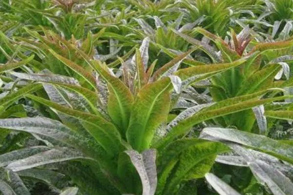 莴苣怎么施肥,可进行穴施或开沟条施