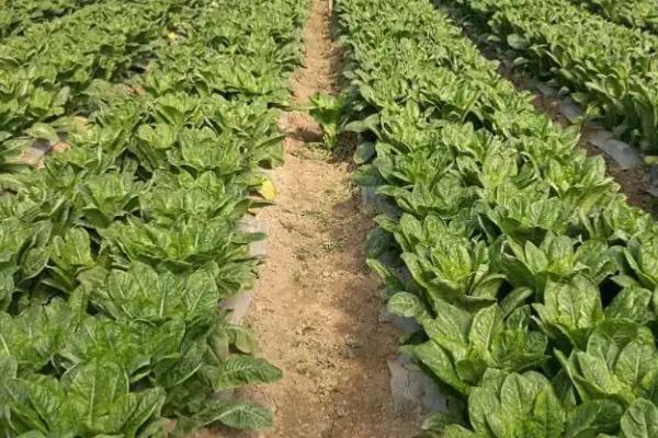 莴苣怎么施肥,可进行穴施或开沟条施