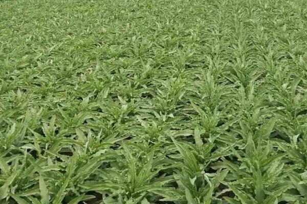 莴苣怎么施肥,可进行穴施或开沟条施