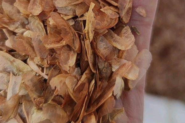 香椿种子怎么浸泡,先用高锰酸钾溶液浸泡半小时、再用冷水浸泡6-8小时