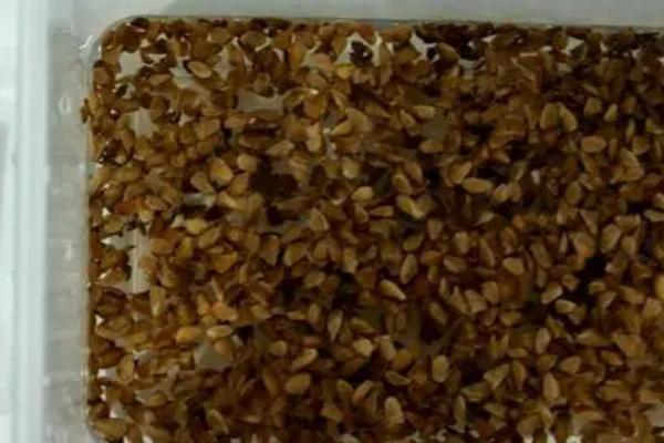 香椿种子怎么浸泡,先用高锰酸钾溶液浸泡半小时、再用冷水浸泡6-8小时