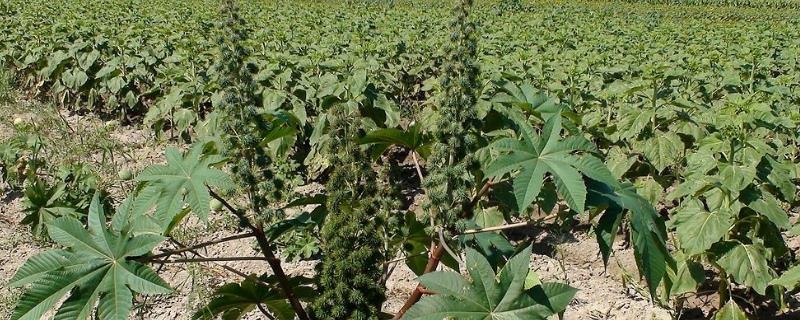 怎么种植蓖麻