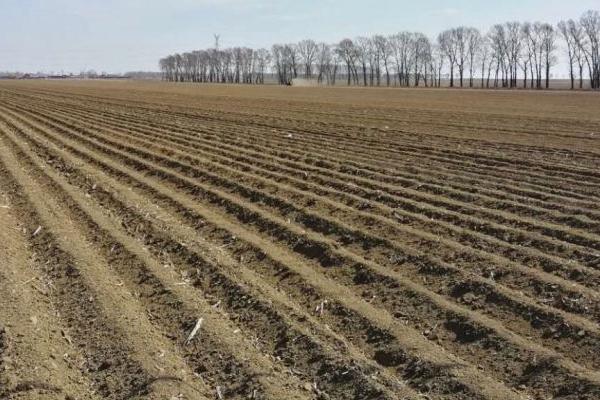 怎么种植蓖麻,定苗后要中耕培土