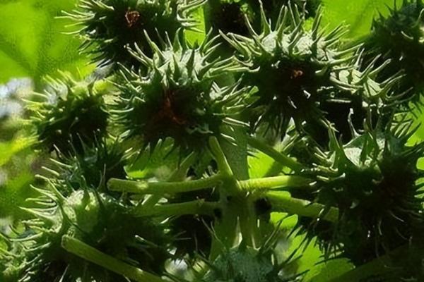 怎么种植蓖麻,定苗后要中耕培土