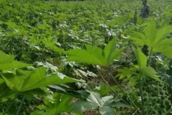怎么种植蓖麻,定苗后要中耕培土