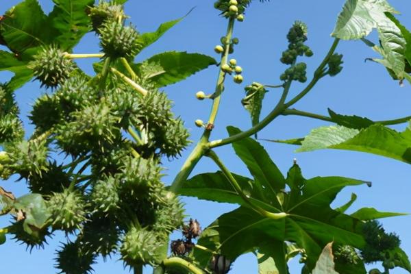 怎么种植蓖麻,定苗后要中耕培土