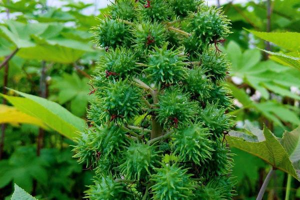 怎么种植蓖麻,定苗后要中耕培土