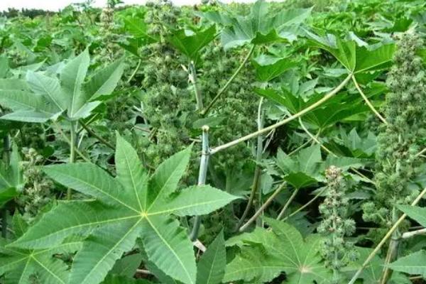 怎么种植蓖麻,定苗后要中耕培土