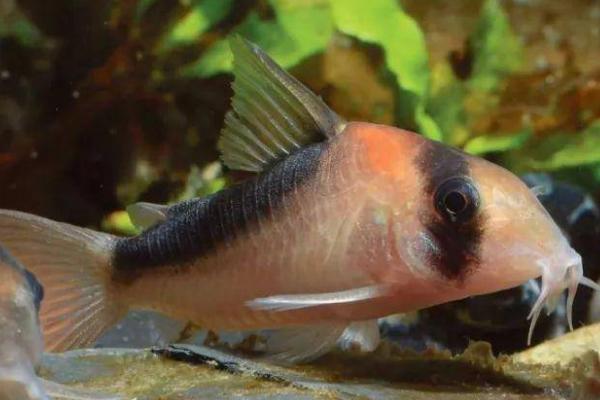 什么是朝鲜鱼，属于鳕形目、鳕科鱼类