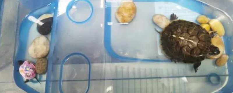 小乌龟怕不怕冷水
