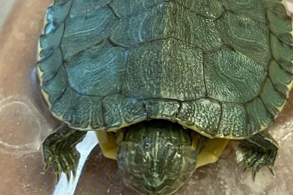 小乌龟怕不怕冷水,惧怕冷水、水温过低会被冻死