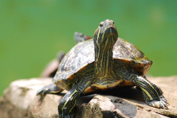 小乌龟怕不怕冷水,惧怕冷水、水温过低会被冻死